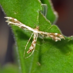 Sphenarches anisodactylus (Geranium Plume Moth) at Macarthur, ACT - 11 Mar 2019 by RodDeb
