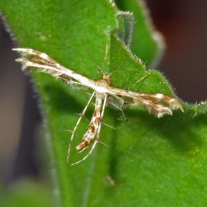 Sphenarches anisodactylus at Macarthur, ACT - 11 Mar 2019 06:55 PM