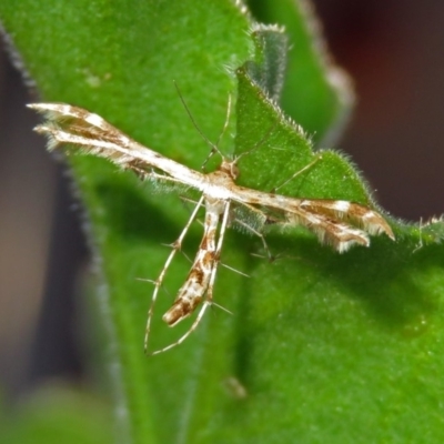 Sphenarches anisodactylus (Geranium Plume Moth) at Macarthur, ACT - 11 Mar 2019 by RodDeb