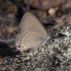 Jalmenus icilius (Amethyst Hairstreak) at Weetangera, ACT - 9 Mar 2019 by Alison Milton