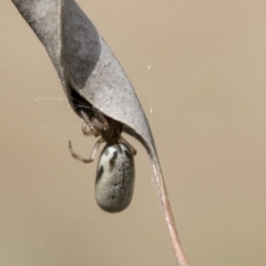 Phonognatha graeffei (Leaf Curling Spider) at Hawker, ACT - 10 Mar 2019 by Alison Milton