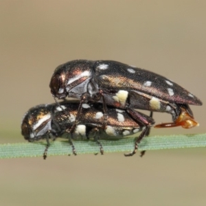 Diphucrania duodecimmaculata at Acton, ACT - 9 Mar 2019