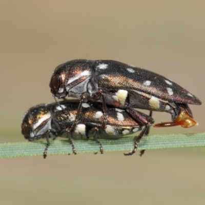 Diphucrania duodecimmaculata (12-spot jewel beetle) at Acton, ACT - 9 Mar 2019 by TimL
