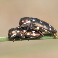 Diphucrania duodecimmaculata at Acton, ACT - 9 Mar 2019 12:13 PM