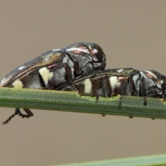 Diphucrania duodecimmaculata at Acton, ACT - 9 Mar 2019