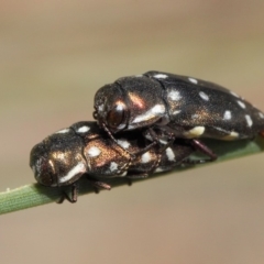 Diphucrania duodecimmaculata at Acton, ACT - 9 Mar 2019