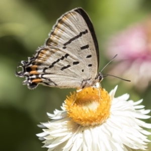 Jalmenus evagoras at Acton, ACT - 19 Feb 2019 02:38 PM