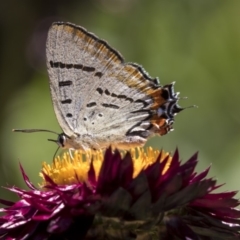 Jalmenus evagoras at Acton, ACT - 19 Feb 2019 02:38 PM