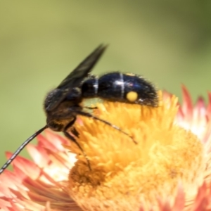 Laeviscolia frontalis at Acton, ACT - 19 Feb 2019