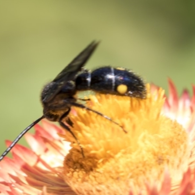 Laeviscolia frontalis (Two-spot hairy flower wasp) at Acton, ACT - 19 Feb 2019 by AlisonMilton