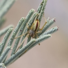 Cheiracanthium gracile (Slender sac spider) at The Pinnacle - 10 Mar 2019 by Alison Milton