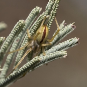 Cheiracanthium gracile at Weetangera, ACT - 10 Mar 2019 11:14 AM