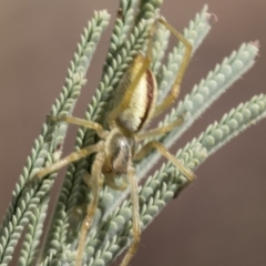 Cheiracanthium gracile at Weetangera, ACT - 10 Mar 2019 11:14 AM