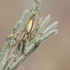 Cheiracanthium gracile at Weetangera, ACT - 10 Mar 2019 11:14 AM