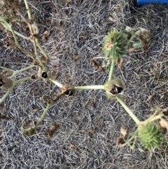 Datura stramonium (Common Thornapple) at Monash, ACT - 11 Mar 2019 by jackQ