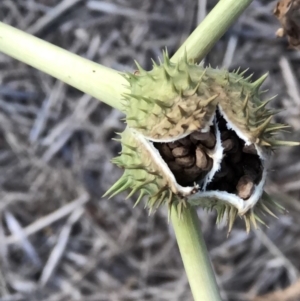 Datura stramonium at Monash, ACT - 11 Mar 2019 07:06 PM