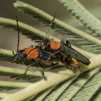 Chauliognathus tricolor (Tricolor soldier beetle) at Hawker, ACT - 10 Mar 2019 by AlisonMilton