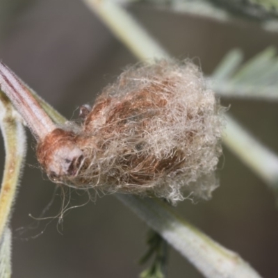 Austracantha minax (Christmas Spider, Jewel Spider) at The Pinnacle - 10 Mar 2019 by Alison Milton