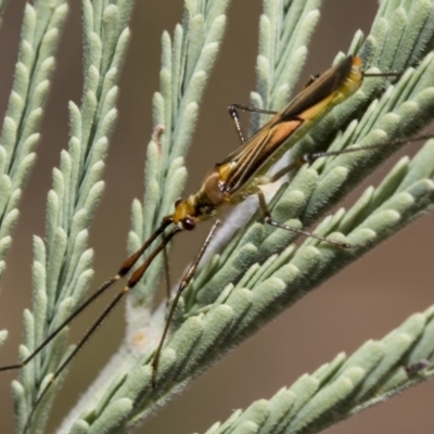 Rayieria acaciae (Acacia-spotting bug) at Hawker, ACT - 10 Mar 2019 by Alison Milton