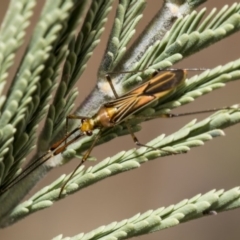 Rayieria acaciae at Hawker, ACT - 10 Mar 2019