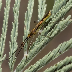 Rayieria acaciae at Hawker, ACT - 10 Mar 2019