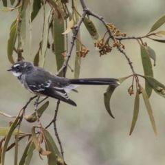 Rhipidura albiscapa (Grey Fantail) at The Pinnacle - 10 Mar 2019 by AlisonMilton