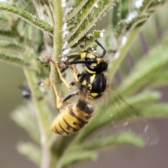 Vespula germanica (European Wasp, German Yellowjacket Wasp) at The Pinnacle - 10 Mar 2019 by AlisonMilton
