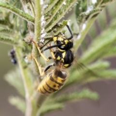 Vespula germanica at Hawker, ACT - 10 Mar 2019