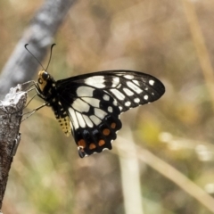 Papilio anactus (Dainty Swallowtail) at The Pinnacle - 10 Mar 2019 by Alison Milton