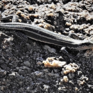 Pseudemoia spenceri at Tennent, ACT - 11 Mar 2019