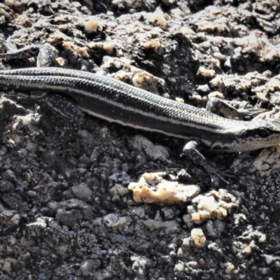 Pseudemoia spenceri (Spencer's Skink) at Tennent, ACT - 11 Mar 2019 by JohnBundock