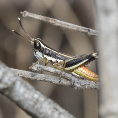 Macrotona securiformis (Inland Macrotona) at Hawker, ACT - 10 Mar 2019 by Alison Milton