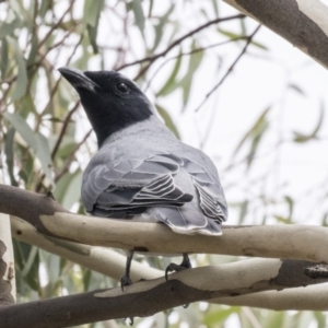 Coracina novaehollandiae at Hawker, ACT - 10 Mar 2019