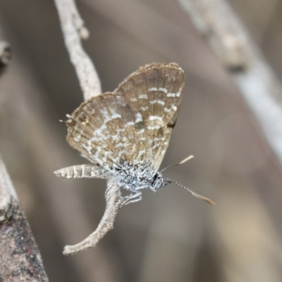 Theclinesthes serpentata (Saltbush Blue) at Hawker, ACT - 10 Mar 2019 by Alison Milton