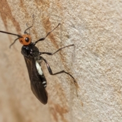 Callibracon capitator (White Flank Black Braconid Wasp) at Hawker, ACT - 10 Mar 2019 by Alison Milton