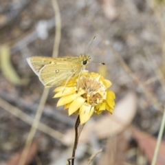 Trapezites luteus (Yellow Ochre, Rare White-spot Skipper) at Hawker, ACT - 10 Mar 2019 by AlisonMilton