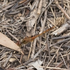 Diplacodes bipunctata (Wandering Percher) at Dunlop, ACT - 10 Mar 2019 by AlisonMilton