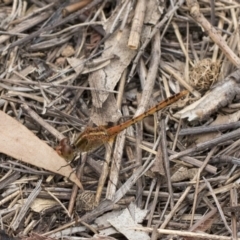 Diplacodes bipunctata (Wandering Percher) at Dunlop, ACT - 10 Mar 2019 by Alison Milton