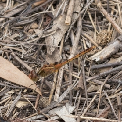 Diplacodes bipunctata (Wandering Percher) at The Pinnacle - 10 Mar 2019 by Alison Milton