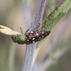 Diphucrania leucosticta (White-flecked acacia jewel beetle) at The Pinnacle - 10 Mar 2019 by Alison Milton