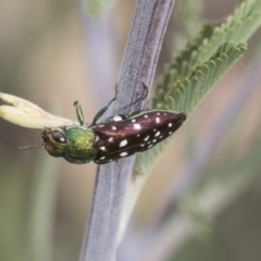 Diphucrania leucosticta (White-flecked acacia jewel beetle) at Hawker, ACT - 10 Mar 2019 by AlisonMilton