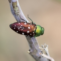 Diphucrania leucosticta at Hawker, ACT - 10 Mar 2019 02:04 PM