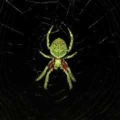 Socca pustulosa (Knobbled Orbweaver) at Macarthur, ACT - 11 Mar 2019 by RodDeb