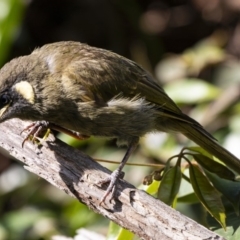 Meliphaga lewinii (Lewin's Honeyeater) at Cockwhy, NSW - 10 Mar 2019 by DerekC