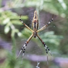 Argiope protensa (Long-tailed Argiope) at Dunlop, ACT - 10 Mar 2019 by AlisonMilton