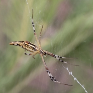 Argiope protensa at Dunlop, ACT - 10 Mar 2019