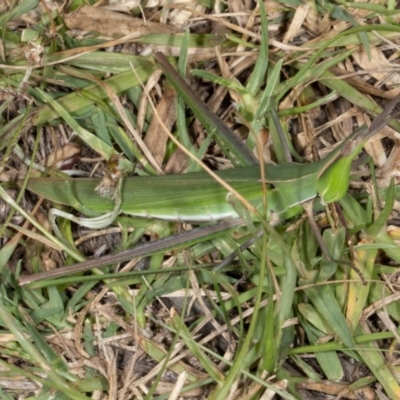 Acrida conica (Giant green slantface) at Cockwhy, NSW - 10 Mar 2019 by DerekC