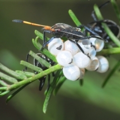 Theseus modestus (Gum tree shield bug) at The Pinnacle - 8 Mar 2019 by Harrisi