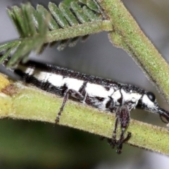 Rhinotia sparsa (A belid weevil) at Ainslie, ACT - 26 Jan 2019 by jbromilow50