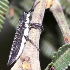 Rhinotia sparsa at Ainslie, ACT - 27 Jan 2019